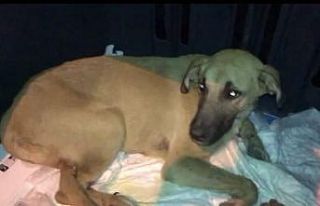 Trafik kazasında yaralanan köpek, gece yarısı...