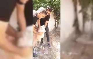 Trafo ile duvar arasında sıkışan keçi kurtarıldı