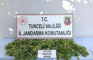 Tunceli’de 278 kök kenevir ele geçirildi
