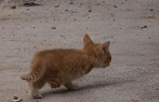 Tunceli’de 3 ayaklı kedi 2 ayaklı yavru doğurdu