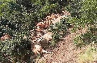 Tunceli’de 80 koyun telef oldu