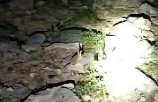 Tunceli’de nesli tükenme tehlikesi altında bulunan...