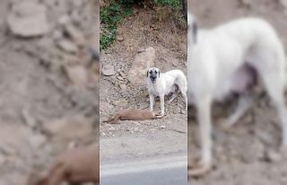 Tunceli’de yaban keçileri şimdi de başıboş...