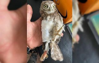 Tunceli’de yaralı kukumav kuşu tedavi altına...