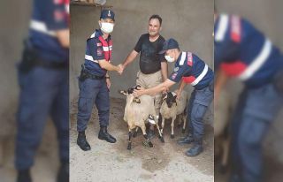 Turgutlu’da kaybolan küçükbaş hayvanları jandarma...