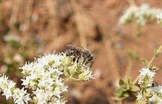 Türkiye dünya kekik ticaretinin yaklaşık yüzde...