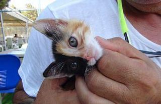Türkiye’nin ilk çift yüzlü kedisi gönülleri...