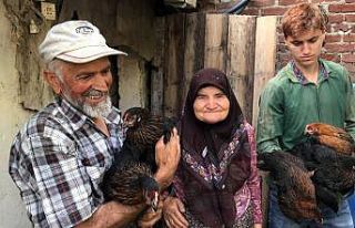 Türkiye’nin ilk yerli tavuk ırkı, çiftçilere...