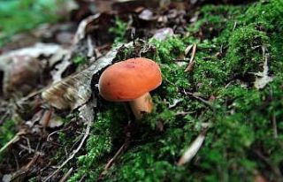 Türü az bulunan bu mantara paha biçilemiyor