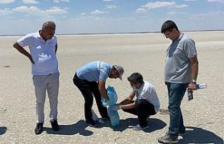 Tuz Gölü’ndeki ölü flamingolar incelemeye alındı