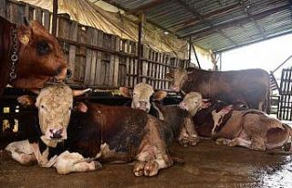 Tuzla’da kurbanlık satış ve kesim noktalarına...