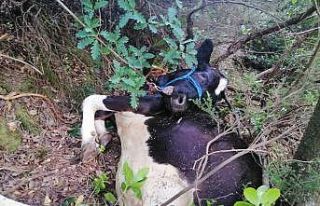 Uçuruma yuvarlanan büyükbaş hayvanı kurtaramayınca,...