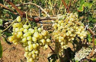 Üzüm bağları dolu ve fırtınadan zarar gördü