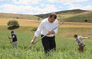 Vali kolları sıvadı, tarlaya girip tırpanla yem...