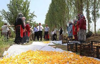 Vali Sarıibrahim kuru kayısı üretim yerini ziyaret...