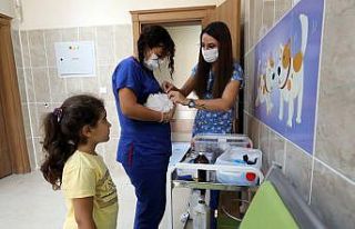 Van Büyükşehir Belediyesi, 6 ayda 147 sokak hayvanını...