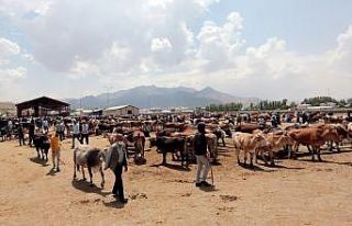 Van Büyükşehir Belediyesi kurbanlık denetimlerini...