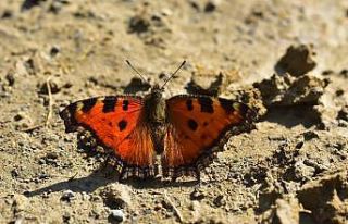 Van kelebekçilerin mekanı oldu