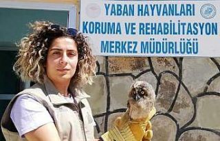Van’da yaralı kuşlar tedavi altına alındı