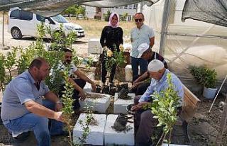 Van’da yerel çeşit aşılama çalışması