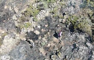 Vatandaşların müdahalesi bin 200 ağacı kurtardı