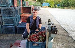 Vişneye verilen 2,5 TL fiyat üreticiyi memnun etmedi