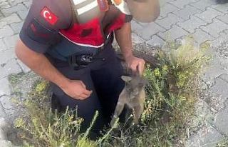 Yağmur suyu drenaj kanalına düşen yavru kediyi...