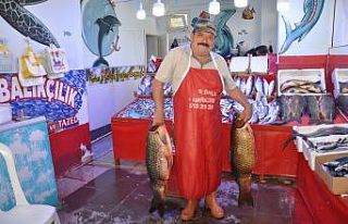 Yahnilik sazan balığına yoğun ilgi