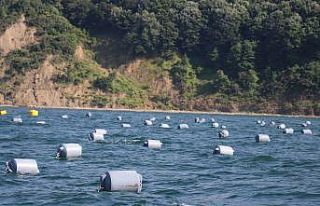 Yalova’da yıllık 8 bin 900 ton kapasiteli midye...