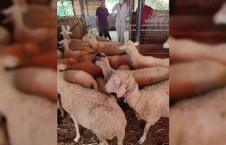 Yangında 100’e yakın küçükbaş hayvan telef...