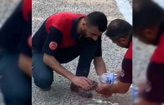 Yangından kaçan yavru kaplumbağaya elleriyle su...