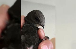 Yaralı ebabil yeniden özgürce uçabilecek