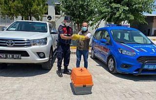 Yaralı kerkeneze jandarma sahip çıktı