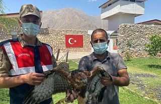 Yaralı kızıl şahine jandarma şefkati