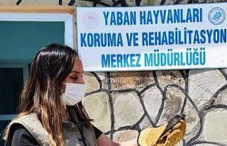 Yaralı kuşlar tedavi altına alındı