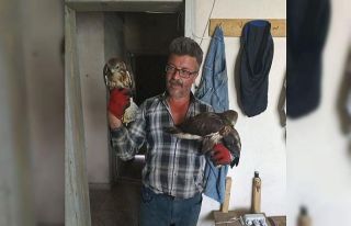 Yaralı şahinleri iyileştirip özgür bıraktı
