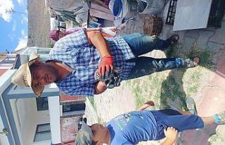 Yaralı yavru baykuşlar tedavi altına alındı