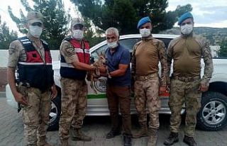 Yaralı yavru dağ keçisi tedaviye alındı