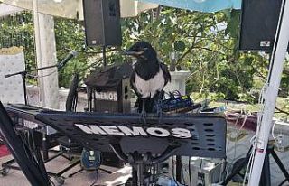 Yaralı yavru saksağanı iyileştirip eğitti