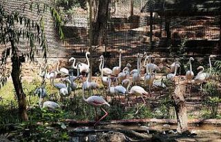Yasadışı yollarla satılmak istenen 21 flamingoya...