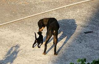 Yavru kedi ile köpeğin gülümseten dostluğu