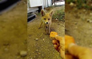Yavru tilkiyle arıcının dostluğu