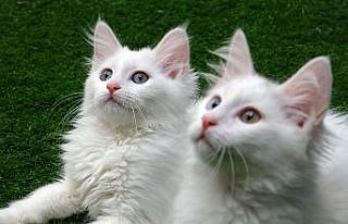 Yavru Van kedilerine sakinleştirici fon müziği...
