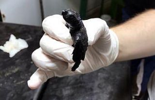 Yengeç saldırısına uğrayan yavru Caretta tedavi...