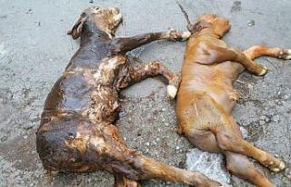 Yeni doğan buzağılar görenleri şoke etti