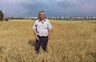 Yenişehir ovasında hasat zamanı