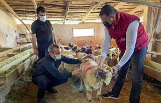 Yetim ve öksüz çocuklara kınalı koçlarla bayram...