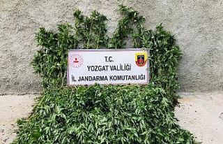 Yozgat’ta 2 bin 380 kök Hint keneviri ele geçirildi