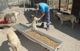 Yukarısalat’ta can dostlara Bismil Belediyesi sahip...