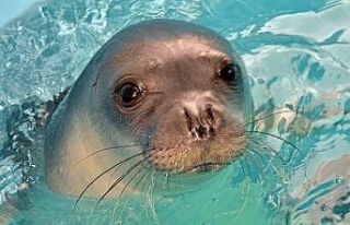 Yunanistan’ın ünlü foku Kostis zıpkınla öldürüldü